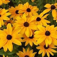 Susan (Susan Flower) seeds for planting in home garden