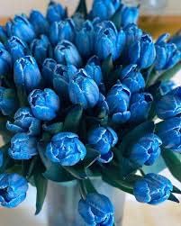 Tulip Blue Flower seeds for Planting Hardy Variety, Heirloom & GMO Free Seeds for Home Garden vegetable and garden seeds