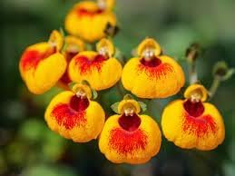 Calceolaria Uniflora Flower seeds for Planting - Cut Flower Favorite, Heirloom & GMO Free Seeds for Home Garden
 
 Sale seeds for home garden