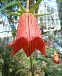 High quality Canarina Flower seeds for Planting Wildflower Mix, Heirloom & GMO Free Seeds for Home Garden seeds pack