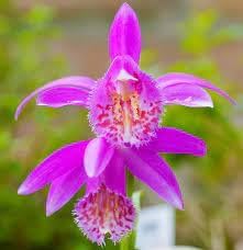 Tongariro Hardy Flower seeds for Planting Perfect for Borders, Heirloom & GMO Free Seeds for Home Garden seeds for planting