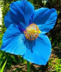 Himalayan Flower seeds for Planting Vibrant Colors, Heirloom & GMO Free Seeds for Home Garden seeds for planting