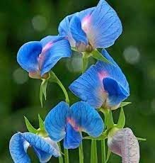 Heirloom Lathyrus Sativus Flower seeds for Planting Seasonal Bloomer Heirloom & GMO Free Seeds for Home Garden 
 
 Sale for planting in home garden