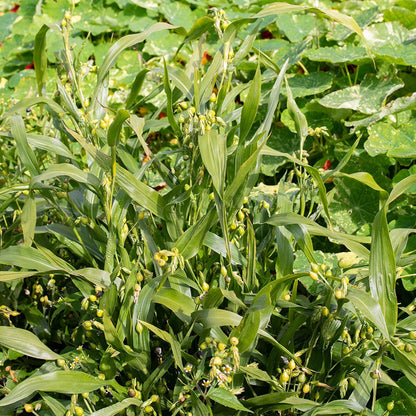 Job's Tears Grain Flower seeds for Planting - Perfect for Borders, Heirloom & GMO Free Seeds for Home Garden