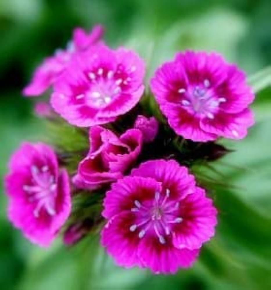 Pink William Flower seeds for Planting Perfect for Borders, Heirloom & GMO Free Seeds for Home Garden seeds for planting