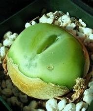 Premium Green Conophytum Ratum Flower seeds for Planting Garden Favorite, Heirloom & GMO Free Seeds for Home Garden seeds