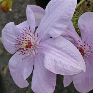 Clematis Montana Flower seeds for Planting Easy to Grow, Heirloom & GMO Free Seeds for Home Garden seeds for planting
