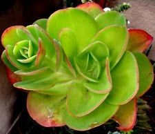 Green Echeveria Palida Flower seeds for Planting Pollinator Friendly, Heirloom & GMO Free Seeds for Home Garden seeds for planting