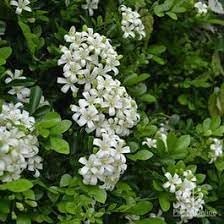 Heirloom Murraya Flower seeds for Planting Vibrant Colors Heirloom & GMO Free Seeds for Home Garden 
 
 Sale for planting in home garden