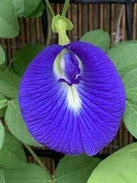 Fresh Clitoria Flower seeds for Planting Hardy Variety, Heirloom & GMO Free Seeds for Home Garden seeds for planting