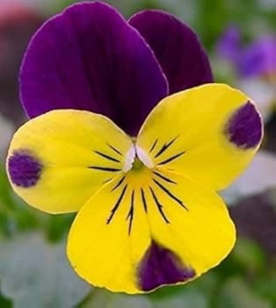 Premium Violet Yellow Pansy Flower seeds for Planting Bright Blooms, Heirloom & GMO Free Seeds for Home Garden seeds