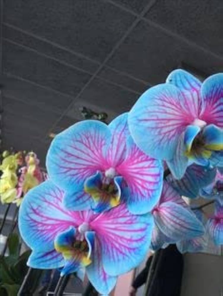 Premium Rainbow Phalaenopsis Orchid Flower seeds for Planting Perfect for Borders, Heirloom & GMO Free Seeds for Home Garden seeds