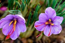 Sativus Flower seeds for Planting - Vibrant Colors, Heirloom & GMO Free Seeds for Home Garden
 
 Sale seeds for home garden