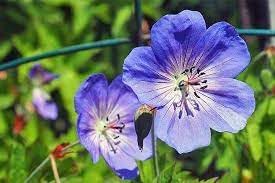 Cranesbill Flower seeds for Planting Premium Quality, Heirloom & GMO Free Seeds for Home Garden seeds for planting