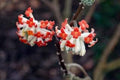 Red Edgeworthia Flower seeds for Planting Easy to Grow, Heirloom & GMO Free Seeds for Home Garden seeds for planting