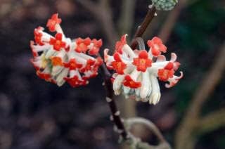 Red Edgeworthia Flower seeds for Planting Easy to Grow, Heirloom & GMO Free Seeds for Home Garden seeds for planting