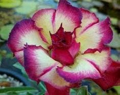 Cream Pink Adenium Flower seeds for Planting Long Bloom Season, Heirloom & GMO Free Seeds for Home Garden seeds for planting