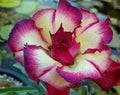 Cream Pink Adenium Flower seeds for Planting Long Bloom Season, Heirloom & GMO Free Seeds for Home Garden seeds for planting