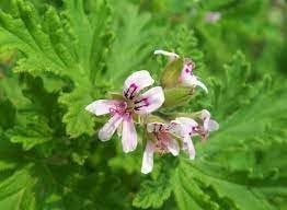 Graveolens Flower seeds for Planting - Drought Tolerant, Heirloom & GMO Free Seeds for Home Garden
 
 Sale seeds for home garden