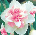 Narcissus Flower seeds for Planting Cut Flower Favorite, Heirloom & GMO Free Seeds for Home Garden seeds for planting