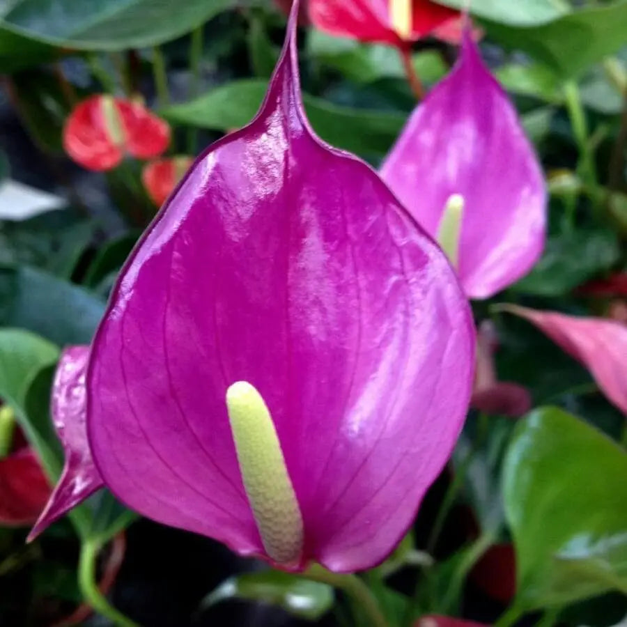 Anthurium Andraeanum Flower seeds for Planting Premium Quality, Heirloom & GMO Free Seeds for Home Garden vegetable and garden seeds