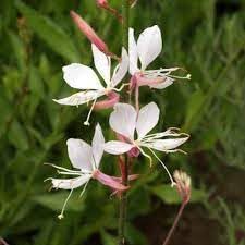 Gaura Flower seeds for Planting Sun Loving, Heirloom & GMO Free Seeds for Home Garden seeds for planting