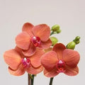 Peach Phalaenopsis Orchid Flower seeds for Planting Perfect for Borders, Heirloom & GMO Free Seeds for Home Garden seeds for planting