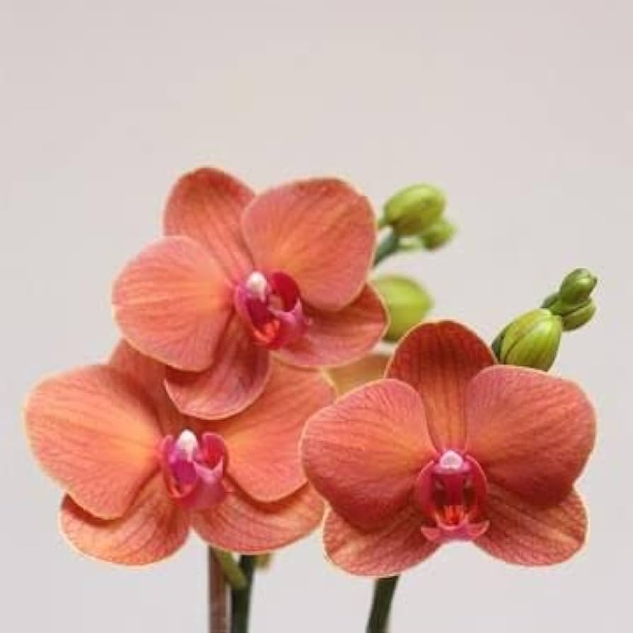Orange Orchid Flower seeds for Planting Drought Tolerant Heirloom & GMO Free Seeds for Home Garden