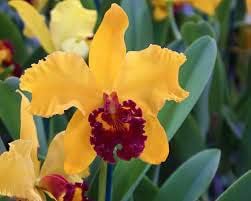 Yellow Cattleya Hybrida Flower seeds for Planting Shade Tolerant, Heirloom & GMO Free Seeds for Home Garden seeds for planting
