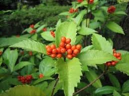 Sarcandra Glabra Flower seeds for Planting Cut Flower Favorite Heirloom & GMO Free Seeds for Home Garden 
 
 Sale for planting in home garden