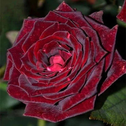 Deep (Deep Red) seeds for planting in home garden