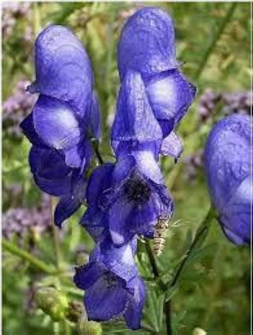 Blue Aconitum Napellus Flower seeds for Planting Premium Quality, Heirloom & GMO Free Seeds for Home Garden seeds for planting