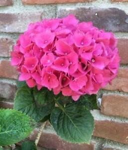 Hydrangea Pink Flower seeds for Planting Fragrant Blossoms, Heirloom & GMO Free Seeds for Home Garden vegetable and garden seeds