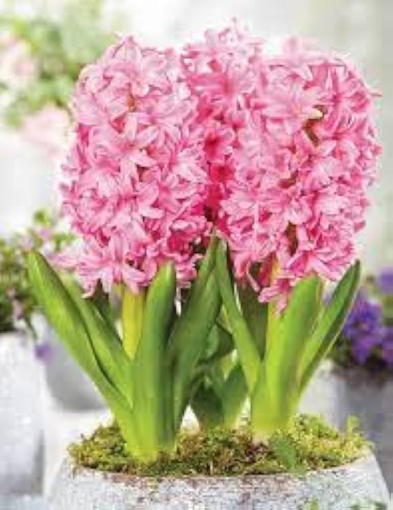 High quality Baby Pink Hyacinth Flower seeds for Planting Shade Tolerant, Heirloom & GMO Free Seeds for Home Garden seeds pack