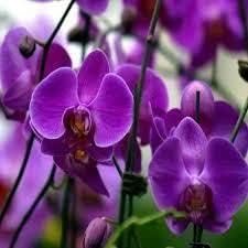 High quality Purple Butterfly Orchid Flower seeds for Planting Perfect for Borders, Heirloom & GMO Free Seeds for Home Garden seeds pack