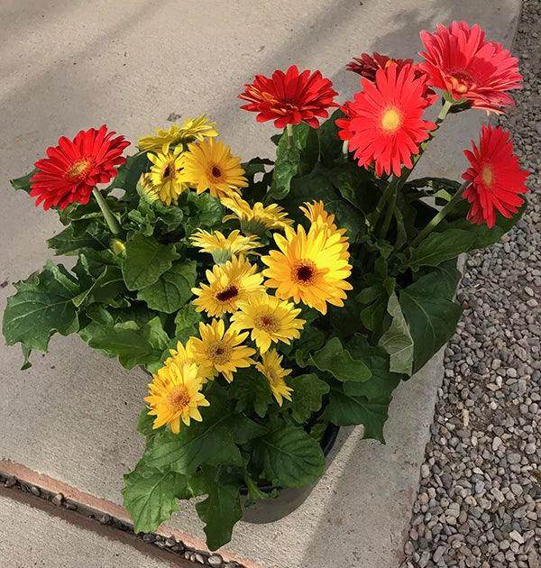 Gerbera Flower seeds for Planting Fragrant Blossoms Heirloom & GMO Free Seeds for Home Garden vegetable and garden seeds