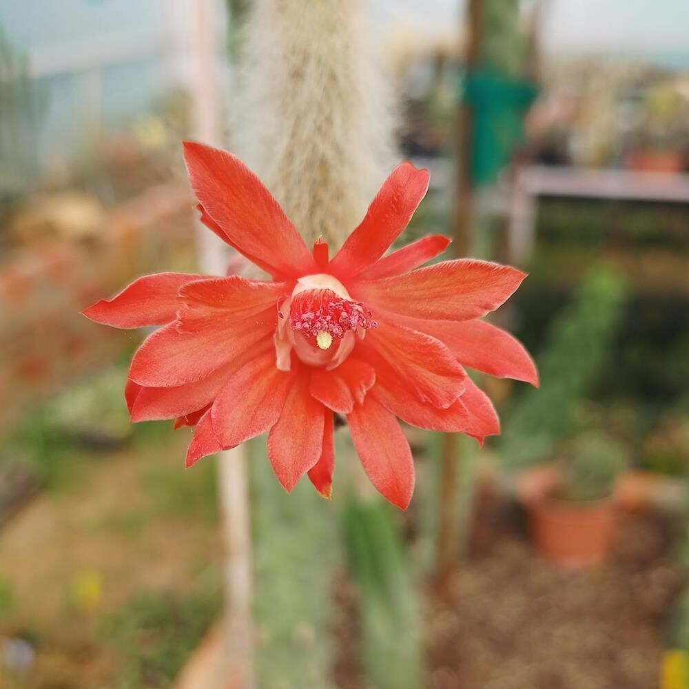 Premium Hildewintera Colademononis Flower seeds for Planting Pollinator Friendly, Heirloom & GMO Free Seeds for Home Garden seeds