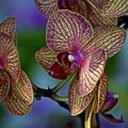 Orchid Cymbidium Flower seeds for Planting Long Bloom Season, Heirloom & GMO Free Seeds for Home Garden seeds for planting