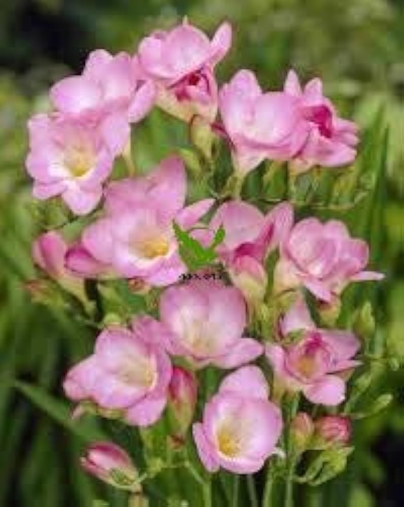 Premium Baby Pink Freesia Flower seeds for Planting Easy to Grow, Heirloom & GMO Free Seeds for Home Garden seeds