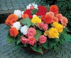 Begonia Flower seeds for Planting Wildflower Mix, Heirloom & GMO Free Seeds for Home Garden seeds for planting