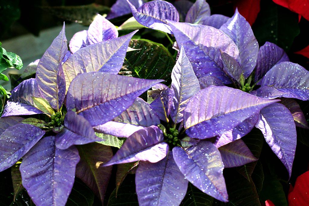 Purple Poinsettia Flower seeds for Planting Long Bloom Season, Heirloom & GMO Free Seeds for Home Garden vegetable and garden seeds
