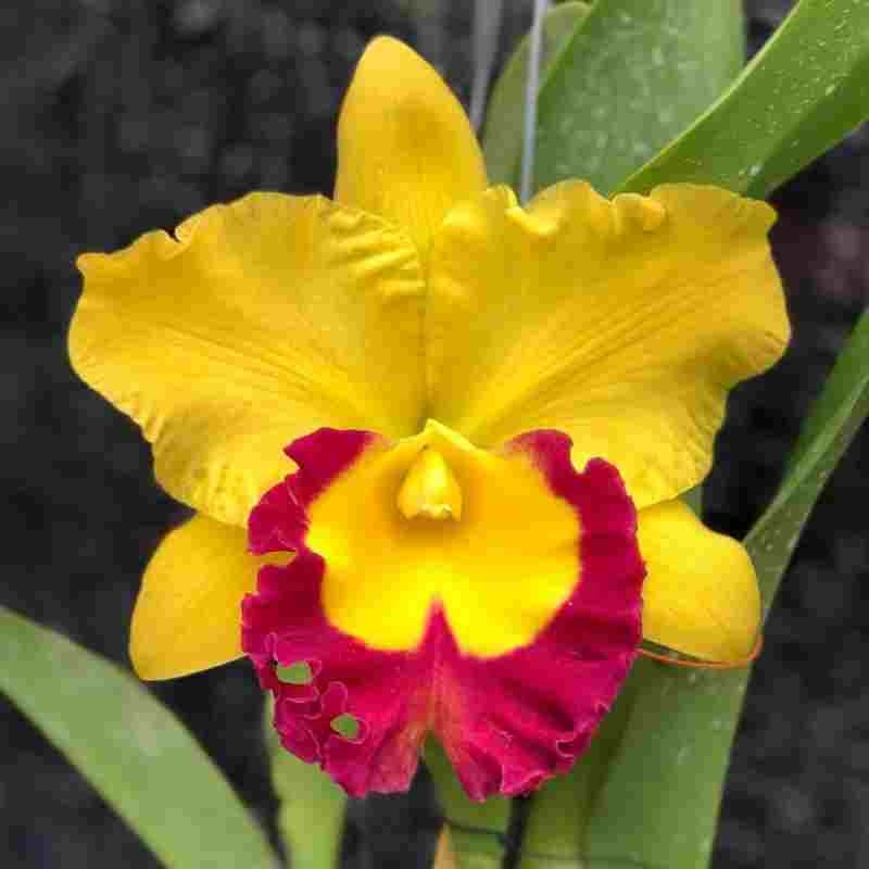 Premium Yellow Red Cattleya Flower seeds for Planting Long Bloom Season, Heirloom & GMO Free Seeds for Home Garden seeds