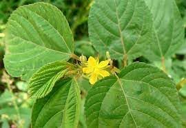 Premium Corchorus Flower seeds for Planting Seasonal Bloomer, Heirloom & GMO Free Seeds for Home Garden seeds