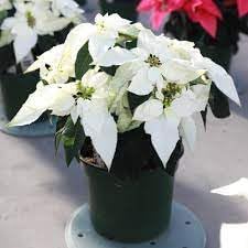 Euphorbia Pulcherrima Flower seeds for Planting Easy to Grow Heirloom & GMO Free Seeds for Home Garden 
 
 Sale for planting in home garden