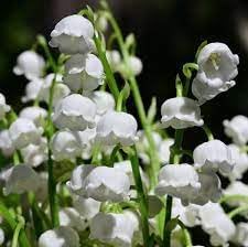 Heirloom Valley Flower seeds for Planting Drought Tolerant Heirloom & GMO Free Seeds for Home Garden 
 
 Sale for planting in home garden
