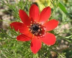 Adonis Flower seeds for Planting Garden Favorite, Heirloom & GMO Free Seeds for Home Garden seeds for planting