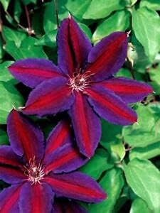 Premium Clematis Red Purple Flower seeds for Planting Cottage Garden Essential, Heirloom & GMO Free Seeds for Home Garden seeds