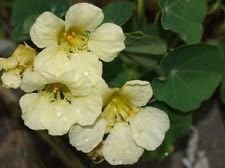 Light Yellow Nasturtium Flower seeds for Planting Seasonal Bloomer, Heirloom & GMO Free Seeds for Home Garden vegetable and garden seeds