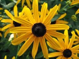 Fulgida Flower seeds for Planting Colorful Display Heirloom & GMO Free Seeds for Home Garden 
 
 Sale for planting in home garden