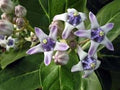 Gigantea Flower seeds for Planting Low Maintenance, Heirloom & GMO Free Seeds for Home Garden seeds for planting